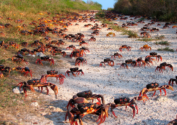 La Cienaga de Zapata Sitio de referencia y primera central de