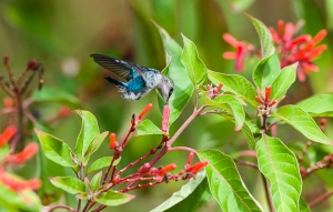 Bee Hummingbird (Mellisuga helenae), male in non-breeding plumage, in flight feeding on the red flowers of Firebush (Hamelia patens). Cuba