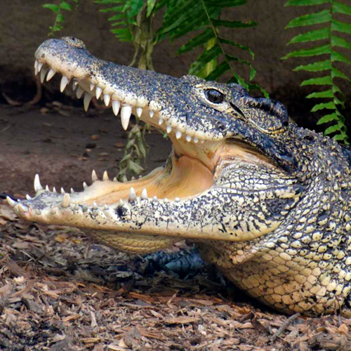 Cuban Crocodile (Crocodilius rhombifer)